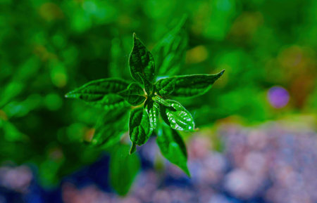 Green leaves of a plant in a pot on a blurred background.