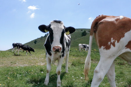 Cows in the Pyrenees, Huesca, Aragon, Spain