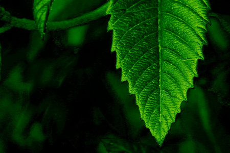 Green leaf in the dark, abstract natural background, close-up