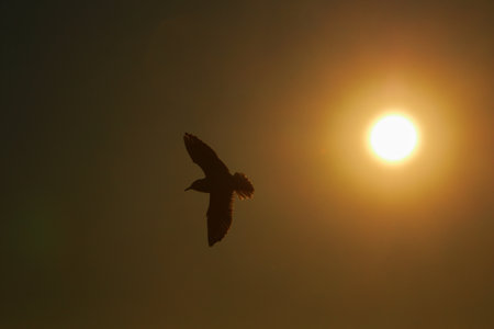Silhouette of a seagull flying in the sunset skyの写真素材