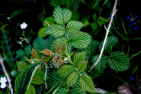 Green leaves of a wild strawberry in the forest. Selective focus.の写真素材