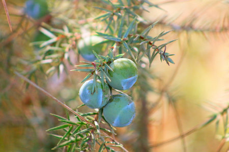 Juniper berries on a branch in the forest, close-up