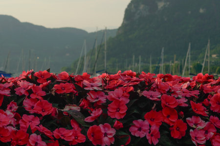 Red flowers in the foreground and mountains in the background in Montenegroの写真素材
