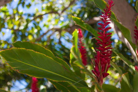 Flower In Waikikiの写真素材