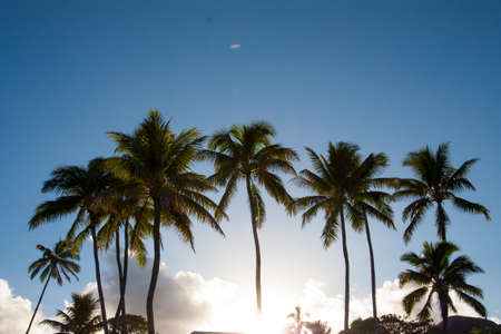 Sunset Behind Palm Treesの写真素材