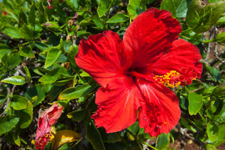 Hibiscus Flowerの写真素材