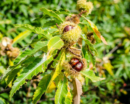 Many chestnuts are still in their nutshells just before breaking in an autumn forestの写真素材