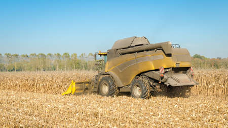 Yellow combine harvester at work in a cornfield on a farm