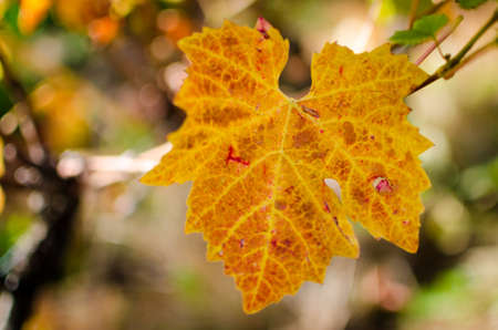 colorful vine leaf at fall season in vineyardの写真素材