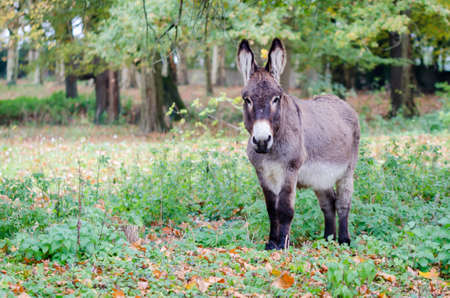 A donkey in a little clearing の写真素材