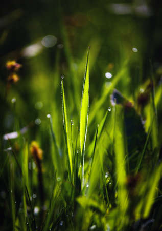 Green grass and dew at sunriseの写真素材