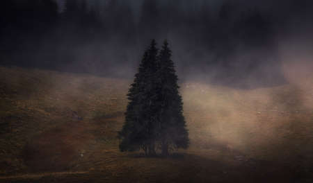 Twin fir trees forming a couple. Romantic nature surrounded by mist. Love conceptの写真素材