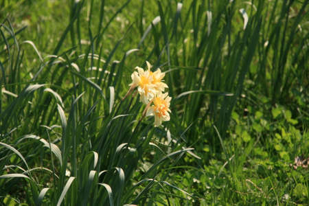 Small Yellow Flowers In The Grass, Nature, Garden, Park, Close Upの写真素材