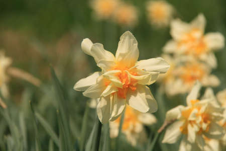 Small Yellow Flowers の写真素材