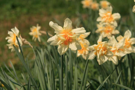 Small Yellow Flowers の写真素材