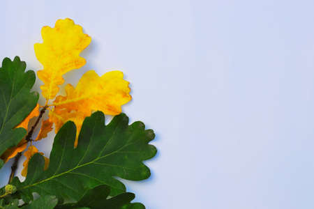 A close up of a plant. High quality photo. Autumn background with oak leaves. Green and yellow oak leaves. Autumn leaves on a white background. Autumn background with place for text. Autumn leaves layoutの写真素材
