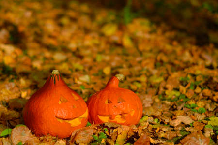A close up of food. High quality photo. Halloween pumpins on yellow foliage. Harvesting postcard for Halloween. Autumn background with Halloween pumpkinsの写真素材