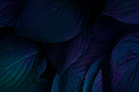 Background pattern. High quality photo.Background pattern. Neon background with leaves. fern leaves. Neon texture withleavesの写真素材