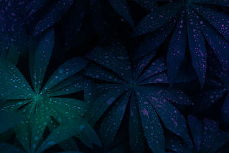 Background pattern. High quality photo. Neon background with leaves. fern leaves. Neon texture with fern leavesの写真素材