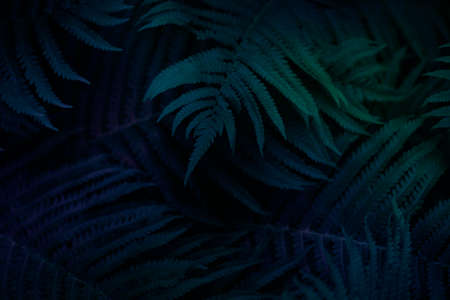 Background pattern. High quality photo. Neon background with leaves. fern leaves. Neon texture with fern leavesの写真素材