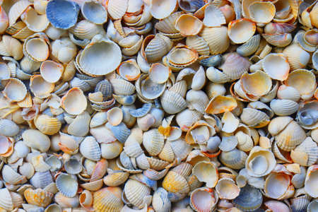 Texture with seashells. Various seashells. Sea beach. natural background with seashellsの写真素材