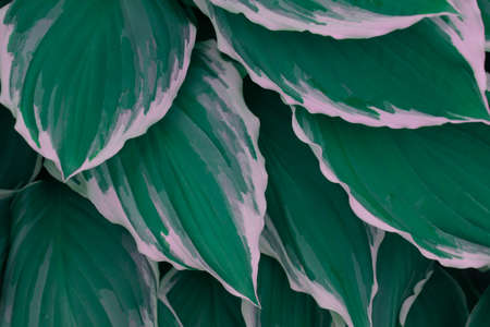 Green leaves background. Tide water green background. High quality photo. Background with tropical leavesの写真素材