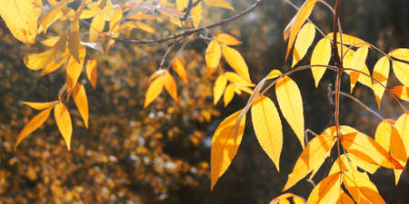Autumn background with maple leaves. Yellow maple leaves. Maple leaves fallen to the ground. Autumn leaves textureの写真素材