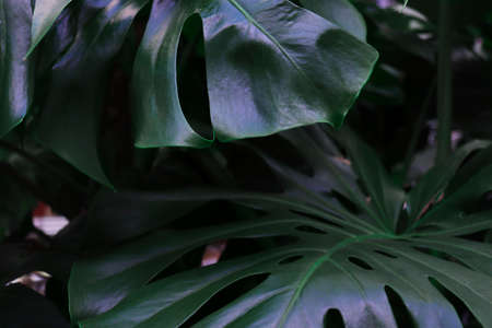 Green leaves background. Tide water green background. High quality photo. Background with tropical leavesの写真素材