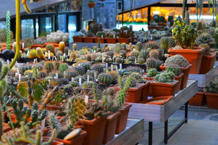 Various cactus plants Group of small cactus in the red pot. shoot from top view. Growing cacti in a greenhouse. Varieties of cacti.の写真素材