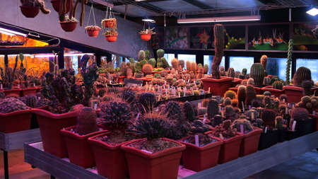 Various cactus plants Group of small cactus in the red pot. shoot from top view. Growing cacti in a greenhouse. Varieties of cacti.の写真素材