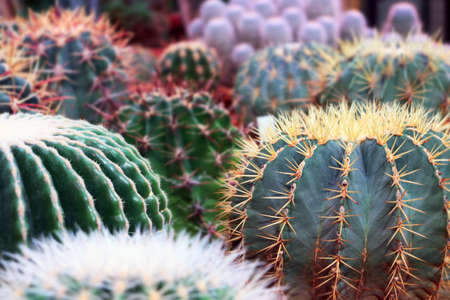 Various cactus plants Group of small cactus in the red pot. shoot from top view. Growing cacti in a greenhouse. Varieties of cacti.の写真素材