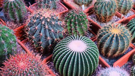 Various cactus plants Group of small cactus in the red pot. shoot from top view. Growing cacti in a greenhouse. Varieties of cacti.の写真素材