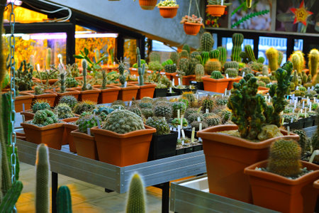Various cactus plants Group of small cactus in the red pot. shoot from top view. Growing cacti in a greenhouse. Varieties of cacti.の写真素材