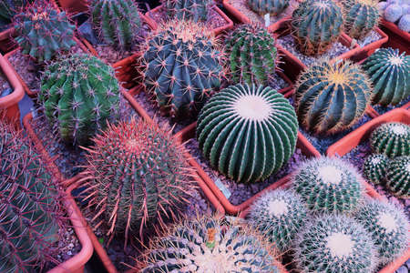 Various cactus plants Group of small cactus in the red pot. shoot from top view. Growing cacti in a greenhouse. Varieties of cacti.の写真素材