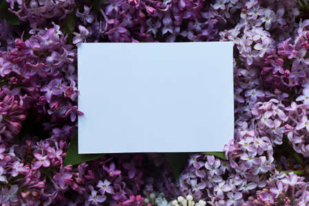 Spring background with place for text. Spring layout. Purple flowers on a white background. Blank...