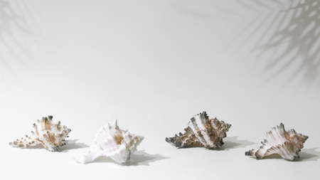 Summer background with seashell. Shells on a white background. Summer white background with space...