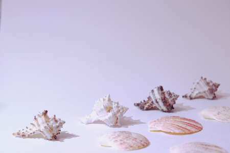 Summer background with seashell. Shells on a white background. Summer white background with space...
