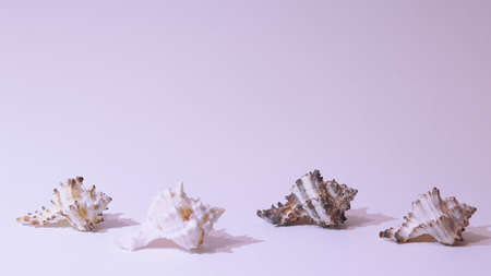 Summer background with seashell. Shells on a white background. Summer white background with space...