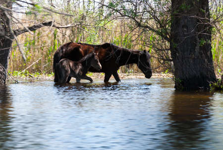 two young wild horses in Danube Deltaの写真素材