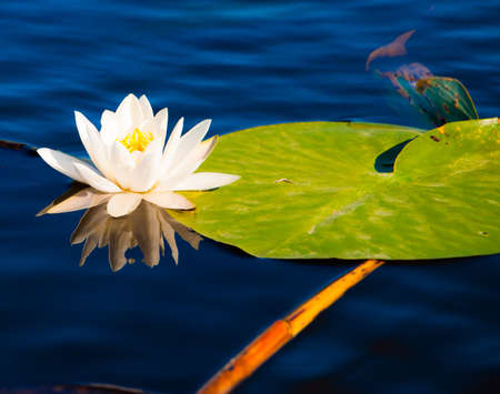 white lily floating on lake in Danube Deltaの写真素材