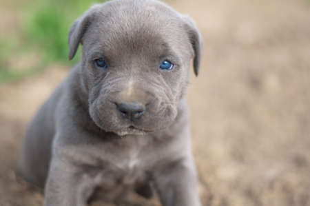 cane corso puppyの写真素材