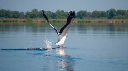 landing pelicanの写真素材