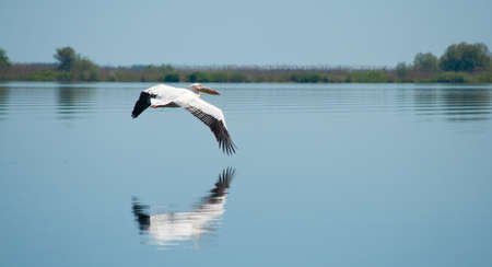 pelican flying lowの写真素材
