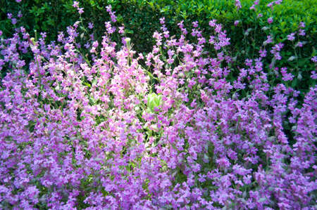bulgarian royal garden near seasideの写真素材