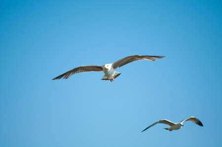 seagull flying low searching for fish