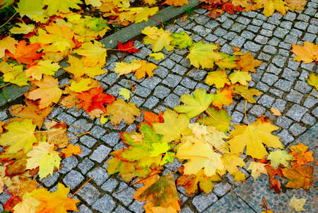 Maple leaves in the fallの写真素材