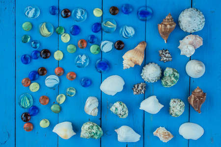 shell seashell mollusk set collection sea travelの写真素材