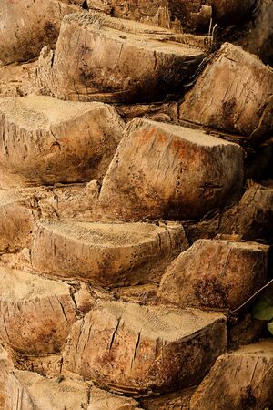 Natural Old Tree Wood Full Of Frame Good For Textures And Backgroundsの写真素材