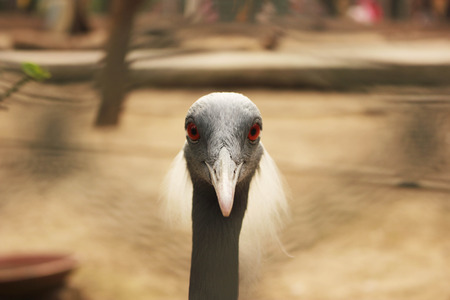 Beautiful Bird With Red Eyesの写真素材