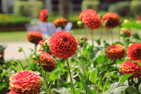 Beautiful Red Macro Flowers Against Green Leafs Backgrondの写真素材
